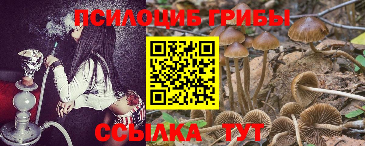 Псилоцибиновые грибы Cubensis Протвино